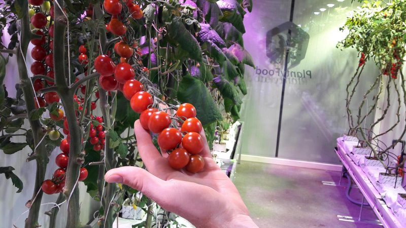 دليل خطوة بخطوة لزراعة طماطم الكرز: اتبع القواعد واحصل على حصاد رائع