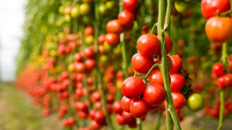 Un guide étape par étape pour cultiver des tomates cerises: suivez les règles et obtenez une bonne récolte
