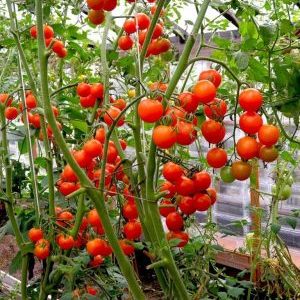 Un guide étape par étape pour cultiver des tomates cerises: suivez les règles et obtenez une bonne récolte
