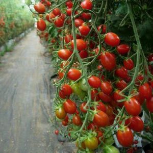Ahtapot, dev hasadı olan gerçek bir domates ağacıdır.