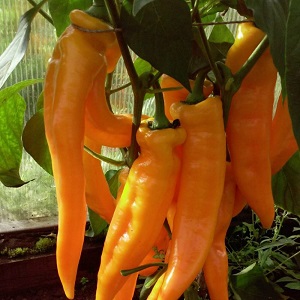 The record holder for the content of vitamins is Ramiro sweet pepper with an exotic appearance