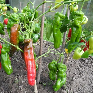 The record holder for vitamins is Ramiro sweet pepper with an exotic appearance