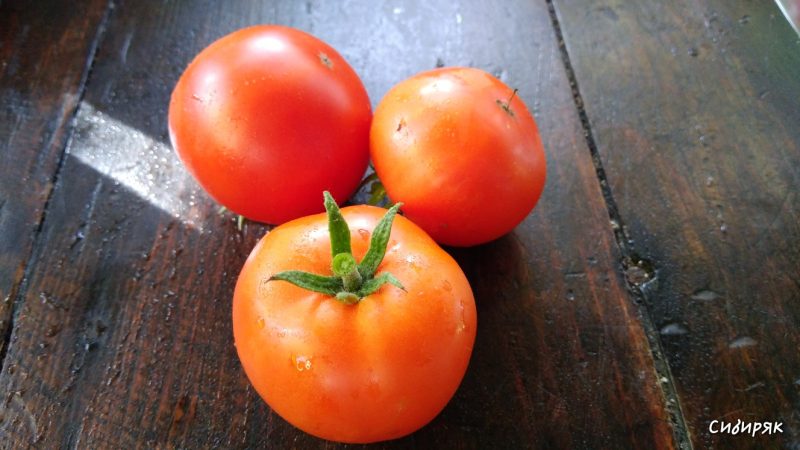 تعتبر طماطم Sibiryak ، المستمرة وغير المتقلبة في الرعاية ، مثالية للنمو في المناطق ذات المناخ القاسي