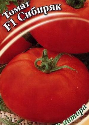 Persistent and not capricious in care, tomato Sibiryak is ideal for growing in regions with a harsh climate