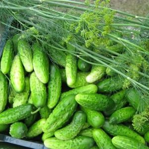 Pickled cucumbers Nizhinsky, loved by gardeners for the ease of growing, excellent taste and aroma