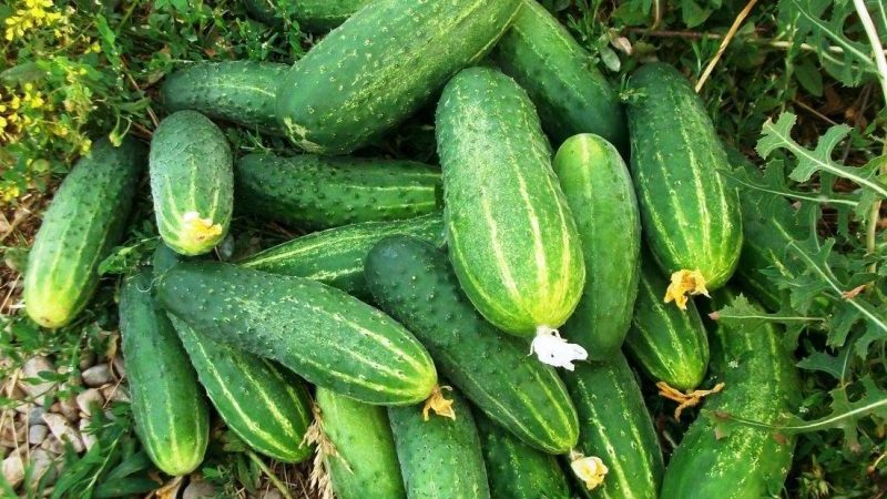 تحظى مجموعة Phoenix cucumber بشعبية كبيرة بين سكان الصيف ، مع إنتاجية عالية وذوق ممتاز