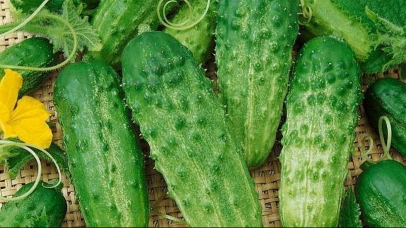 Een populaire onder zomerbewoners, de Phoenix-komkommersoort met een hoge opbrengst en uitstekende smaak
