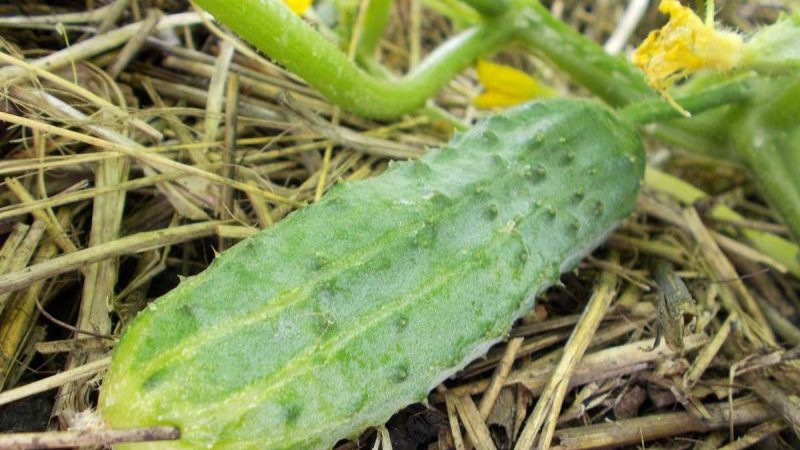 A popular among summer residents, the Phoenix cucumber variety with a high yield and excellent taste
