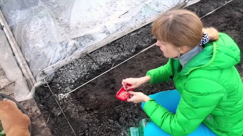 Varietat de cogombre Grua de criadors de Crimea per al cultiu en climes càlids