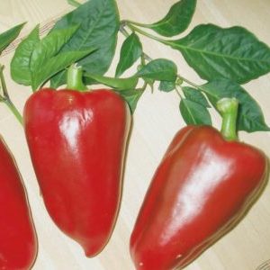 Sočna i mirisna sorta paprike Sibirski princ: pregled, upute za uzgoj, prednosti i nedostaci