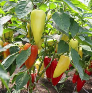 Šťavnaté a voňavé papriky sibiřského prince: přehled, pokyny pro pěstování, výhody a nevýhody