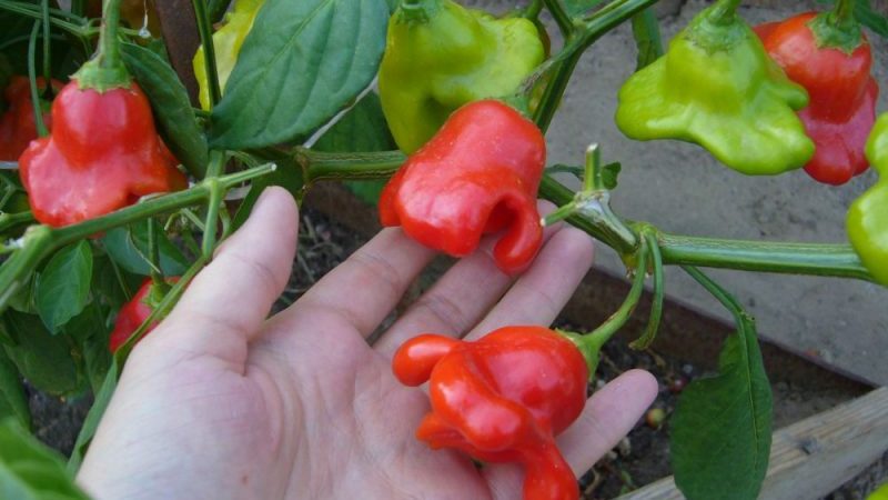 Pepper-tree hybrid Octopus New Year's F1: reviews, cultivation and use of the crop