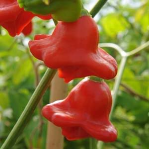 Hybrid pepper-tree Octopus New Year's F1: reviews, cultivation and use of the crop