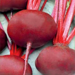 Consistently yielding and incredibly tasty flat Egyptian beets for the best borscht, preparations and salads