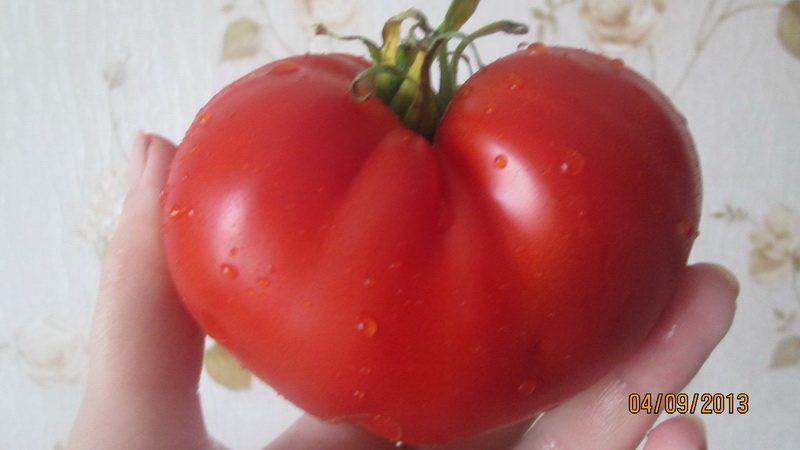 نحصل على محصول غني حتى في الظروف الجوية السيئة ، وننمي تحفة طماطم ألتاي
