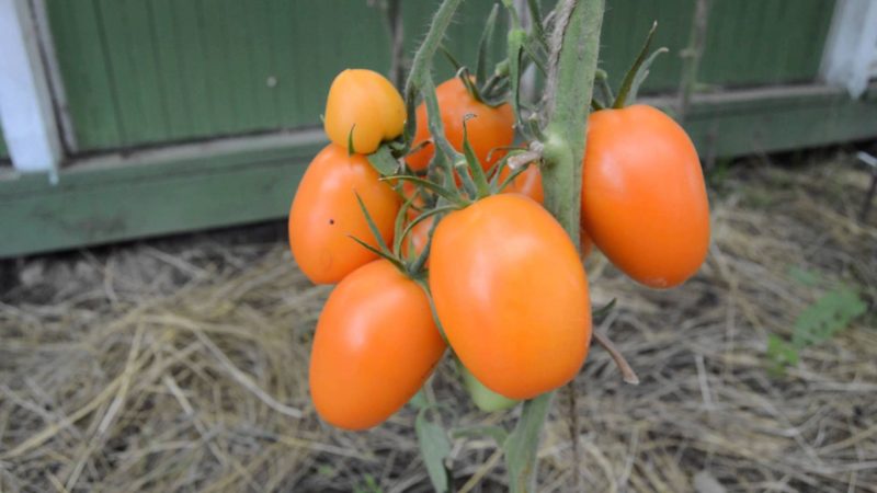 Vysoké a sklizitelné rajče Chukhloma: rostou sami a užívají si ovoce