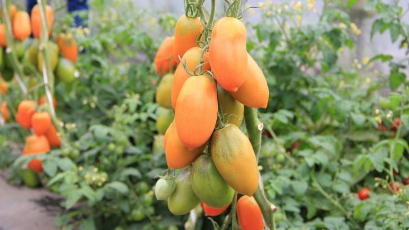 Høye og høstbare tomat Chukhloma: vokse på egen hånd og nyt fruktene