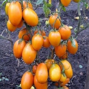 Vysoké a sklizitelné rajče Chukhloma: rostou sami a užívají si ovoce