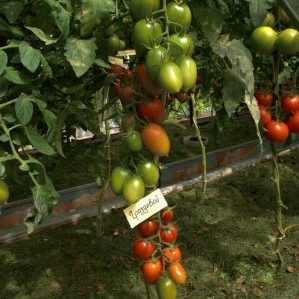 طماطم جروزديفا - محصول ممتاز وطعم لا يُنسى