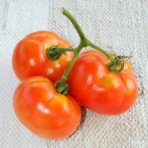 Kesinlikle memnun kalacağınız bir çeşitlilik - Kemerovets domates ve bunun için uygun bakımın sırları
