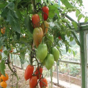 Yakışıklı domates sadece bahçenizin dekorasyonu değil, iyi bir hasat da verebilir mi?