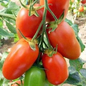 Yakışıklı domates sadece bahçenizin dekorasyonu değil, iyi bir hasat da verebilir mi?