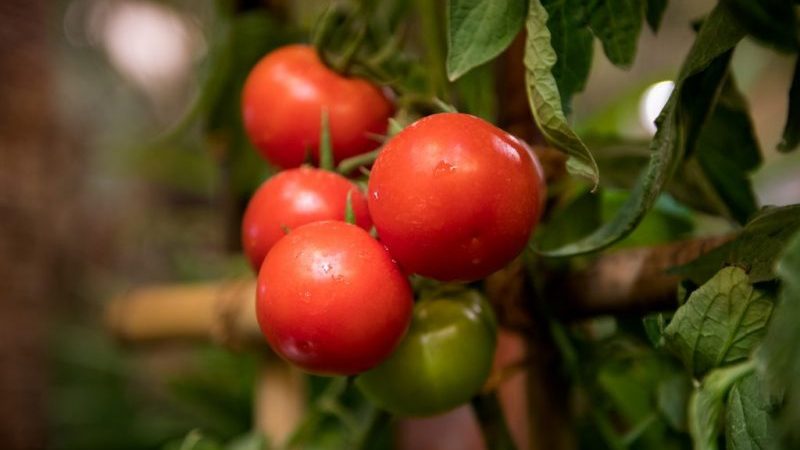 هل صحيح أن طماطم Kukla هي أفضل تنوع للنمو في الدفيئة؟