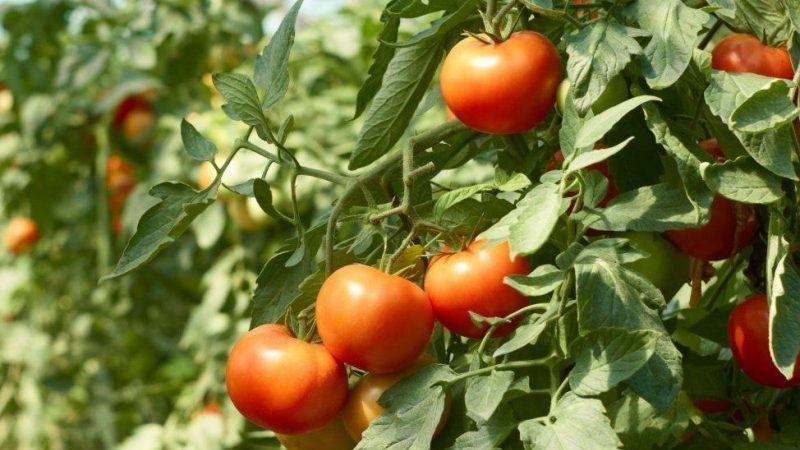 هل صحيح أن طماطم Kukla هي أفضل تنوع للنمو في الدفيئة؟