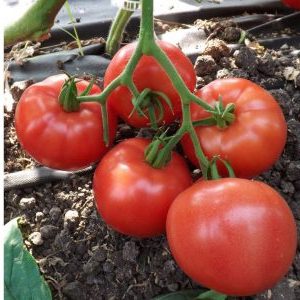 Hur man odlar en tomat Lvovich f1 korrekt: instruktioner från erfarna jordbrukstekniker för maximal avkastning