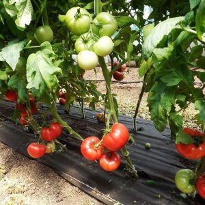 Kaip teisingai užauginti pomidorą „Lvovich f1“: patyrusių žemės ūkio technikų instrukcijos, kaip maksimaliai derlių