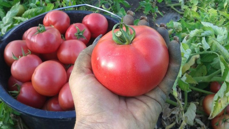 Comment faire pousser correctement une tomate Lvovich f1: instructions de techniciens agricoles expérimentés pour un rendement maximal