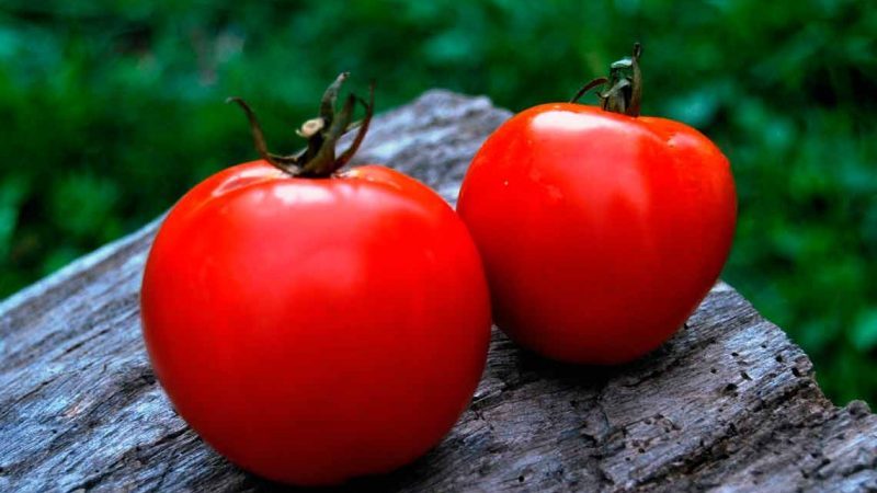 Coletamos uma rica colheita, observando as regras de cuidado - tomate Liang e o método de seu cultivo