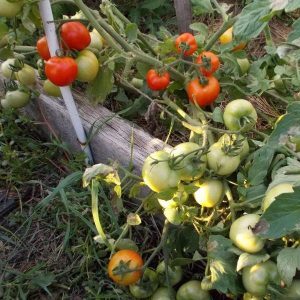 Coletamos uma rica colheita, observando as regras de cuidado - tomate Liang e o método de seu cultivo