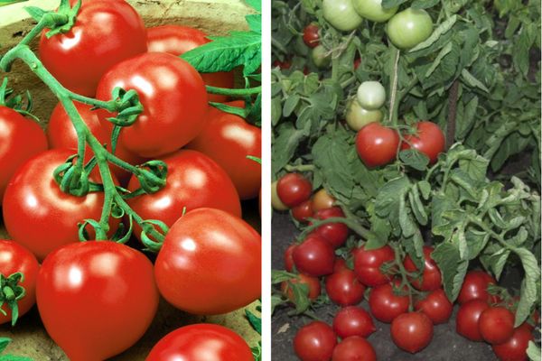 Aşkım domates ismini haklı çıkarır mı: melezin artıları ve eksileri