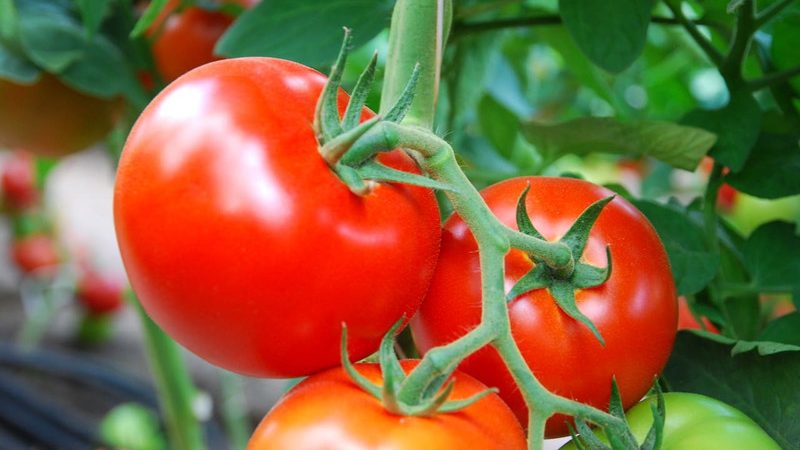 איך מגדלים עגבניה Nadezhda f1: נוחה, בשלה מוקדמת ונעימה עם יבול עשיר