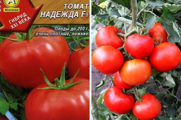 Hoe een tomaat Nadezhda f1 te laten groeien: gemakkelijk in de omgang, vroeg rijp en aangenaam met een rijke oogst