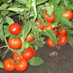 Průvodce pro začátečníky k pěstování hybridního rajče Naše Masha f1