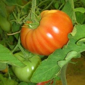 دليل المبتدئين لزراعة طماطم هجينة Our Masha f1
