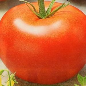 Sprievodca pre začiatočníkov k pestovaniu hybridného paradajka Our Masha f1
