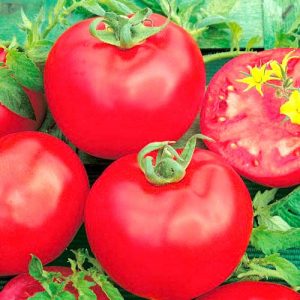 Pink Lady F1 Sweet Hybrid Tomato: لماذا هو جيد ولماذا يستحق محاولة زراعته