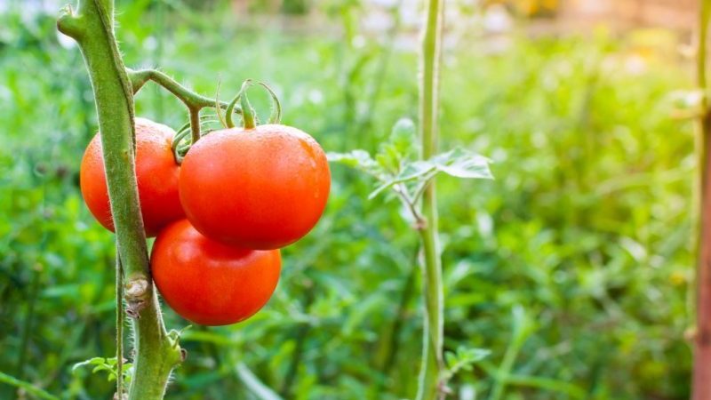 Um presente dos criadores holandeses - presidente do tomate: uma descrição detalhada do híbrido e os segredos para cuidar dele