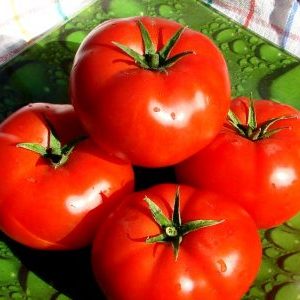 Lahja hollantilaisilta kasvattajilta - tomaattijohtaja: yksityiskohtainen kuvaus hybridistä ja sen hoitamisen salaisuuksista