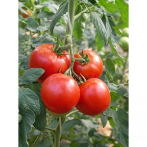 Dar od holandských chovateľov - predsedu paradajky: podrobný opis hybridu a tajomstiev starostlivosti o neho