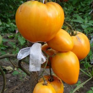 Ukusna i vremenski testirana rajčica Heart of Ashgabat: pregled sorte i osnove njenog uzgoja