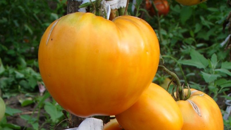 Skanūs ir laiko patikrinti pomidorai „Ašchabato širdis“: veislės apžvalga ir jos auginimo pagrindai