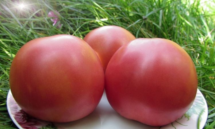 Bahçıvanlara aşık olmayı başaran genç bir çeşit - Sibirya elma domates