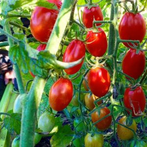 Como cuidar de um creme de polvo de tomate em campo aberto e em estufa