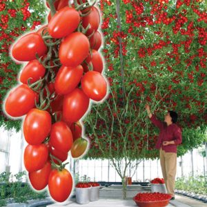 Hur man tar hand om en tomat bläckfiskkräm i det öppna fältet och i växthuset