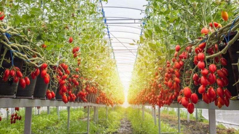 Açık alanda ve serada domates Ahtapot Kreması bakımı nasıl yapılır?