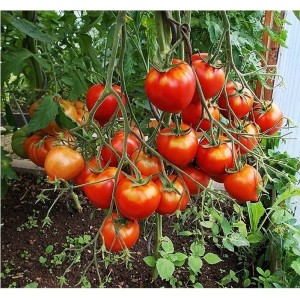 L'hybride que les résidents d'été conseillent est la tomate Tarasenko 2 et ses qualités positives